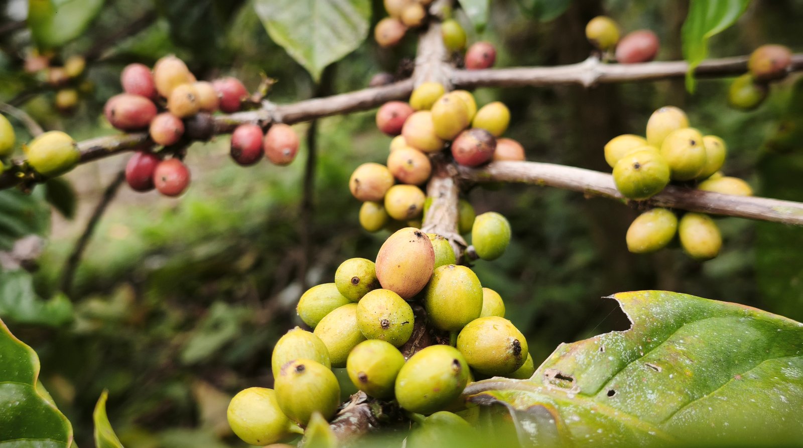 Kebun kopi