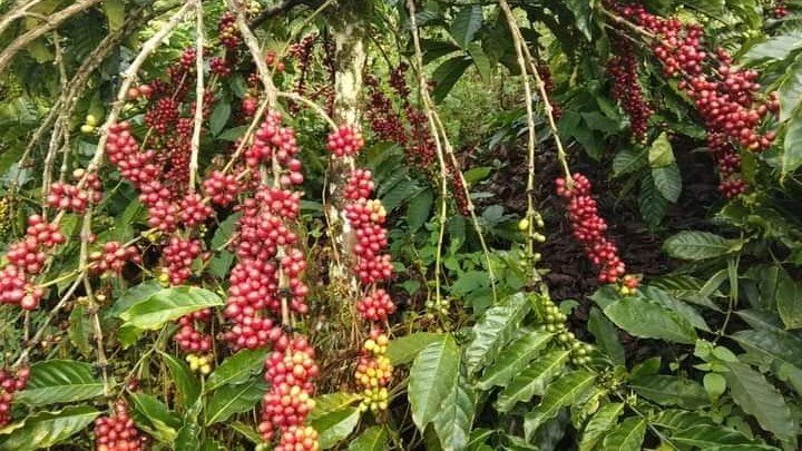 Perkebunan kopi Papua