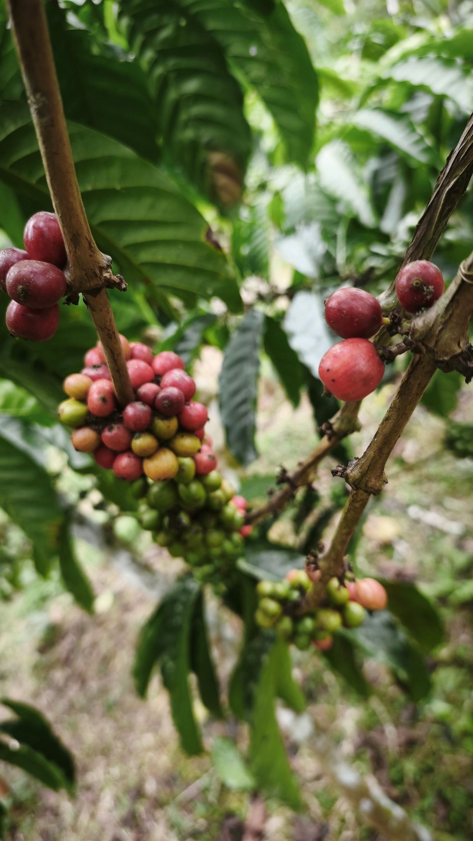Buah kopi merah di kebun