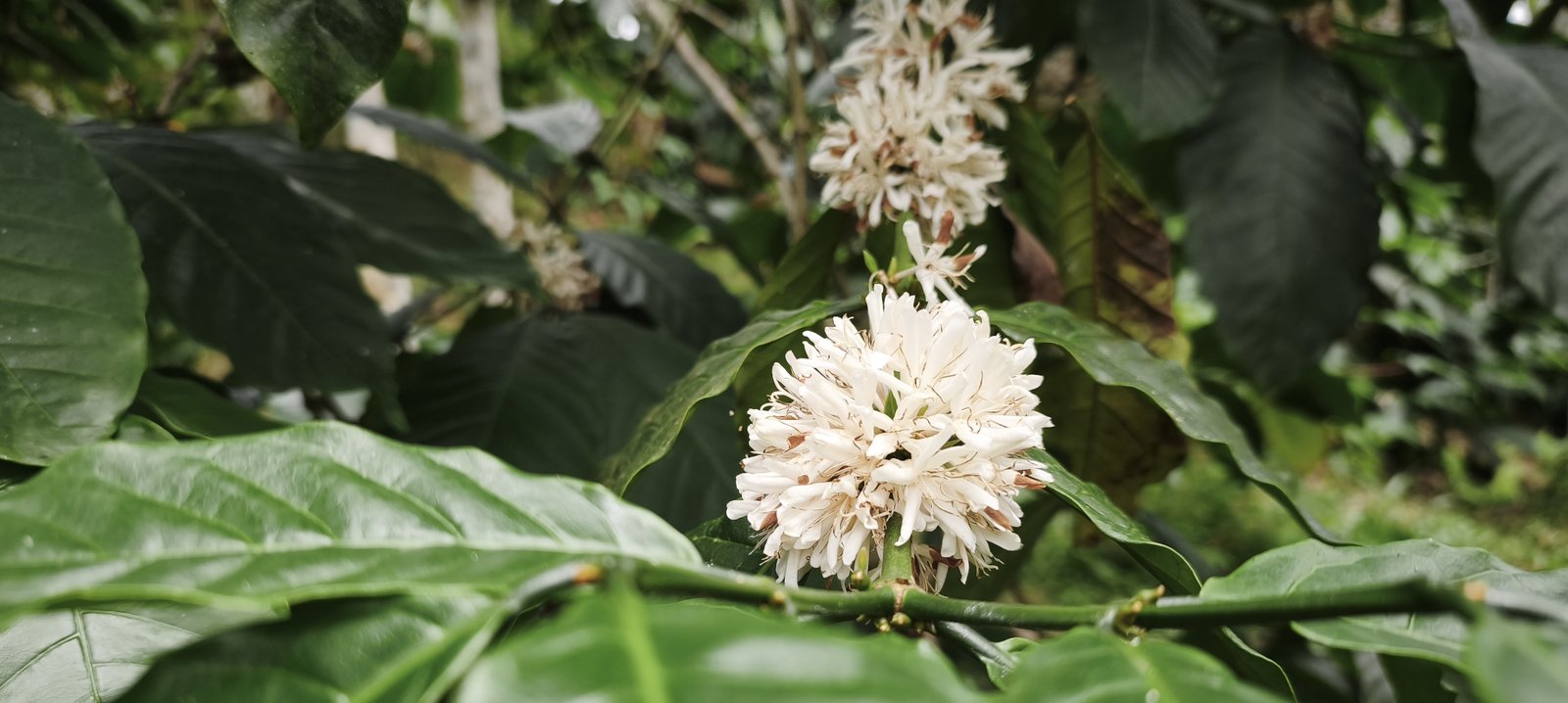 Pemandangan kebun kopi