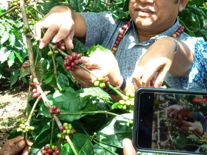 Pemanenan buah kopi