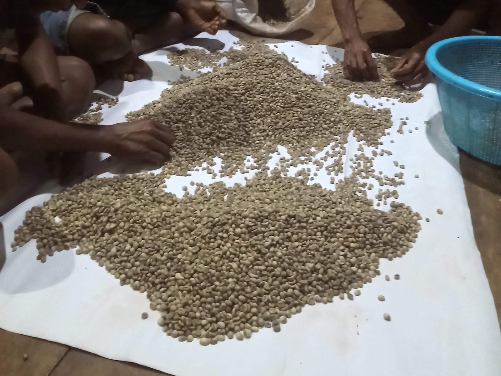 Pemilahan biji kopi