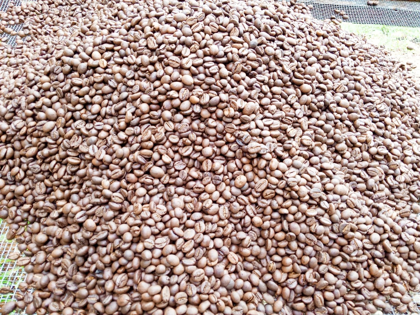 Biji kopi sangrai Ramankopi